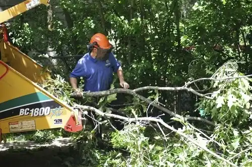tree services Valdese